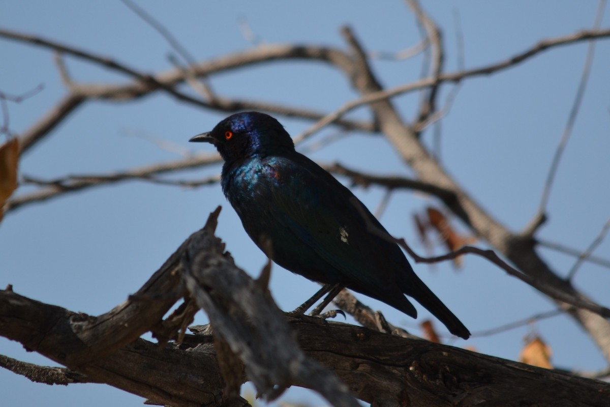 Cape Starling - ML633489998