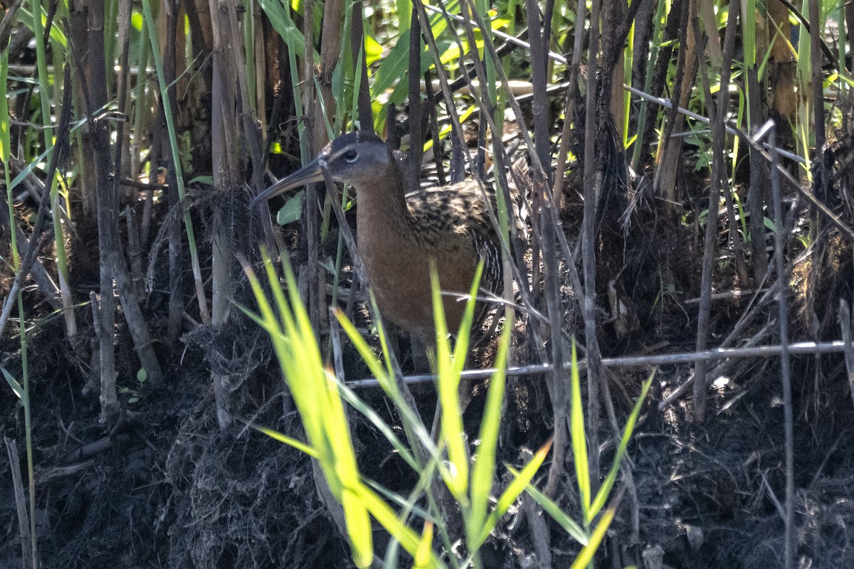 King/Clapper Rail - ML633490004