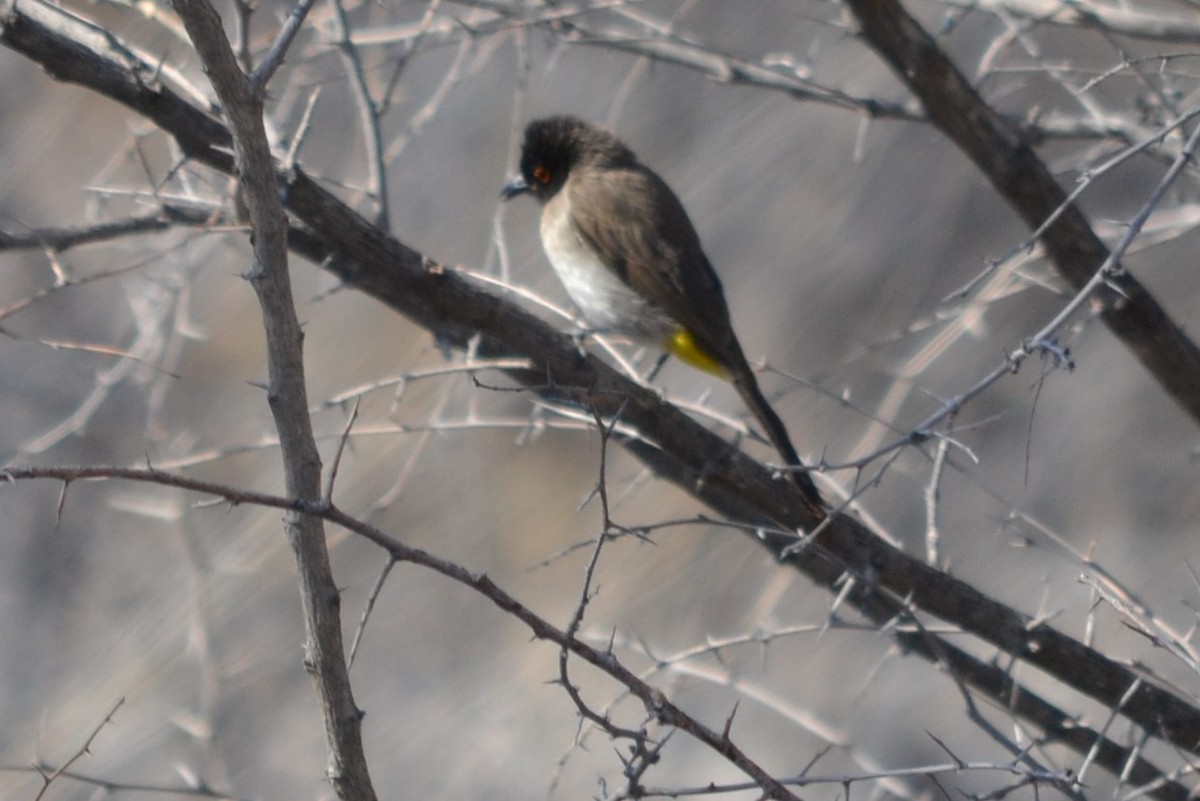 Black-fronted Bulbul - ML633490025
