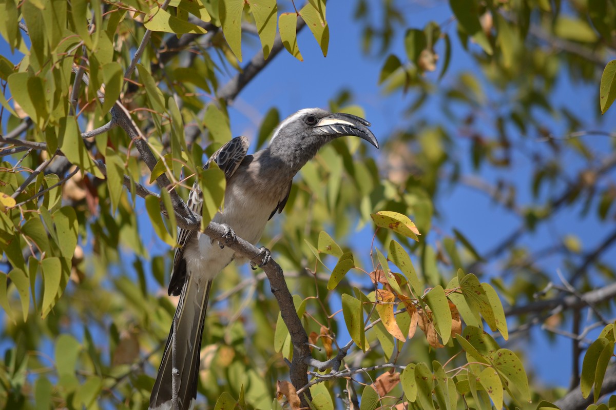 African Gray Hornbill - ML633490039