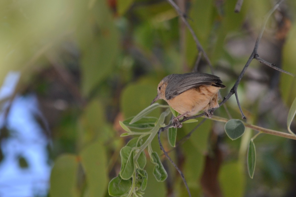 Long-billed Crombec - ML633490071