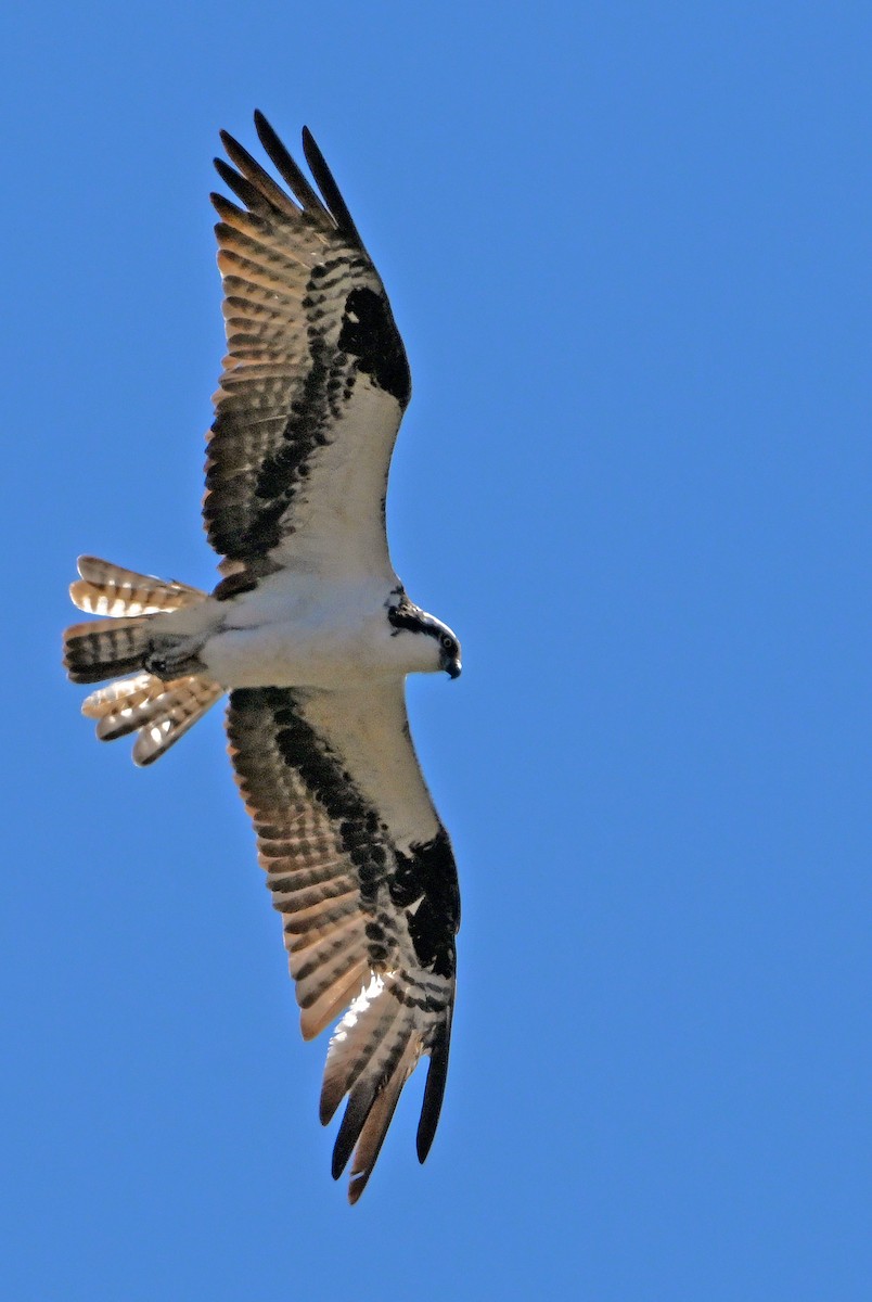 Osprey - ML633490102