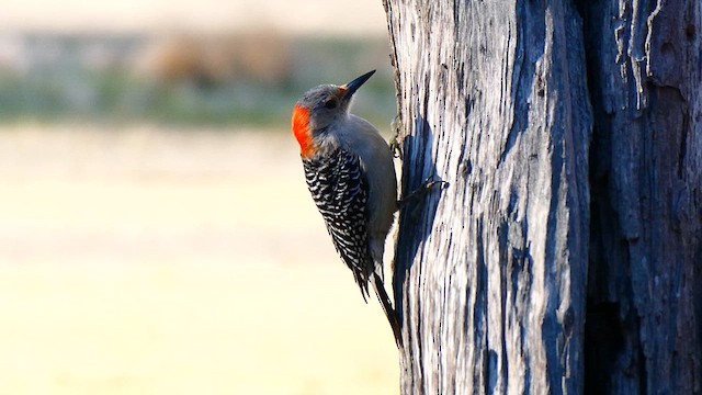 Red-bellied Woodpecker - ML633490178