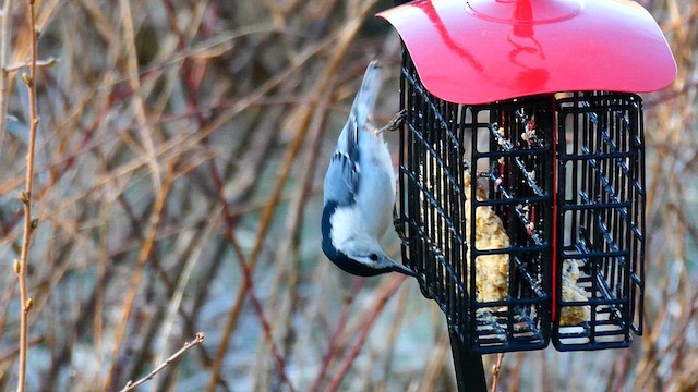 White-breasted Nuthatch - ML633490213