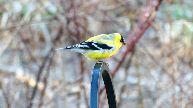 American Goldfinch - ML633490228