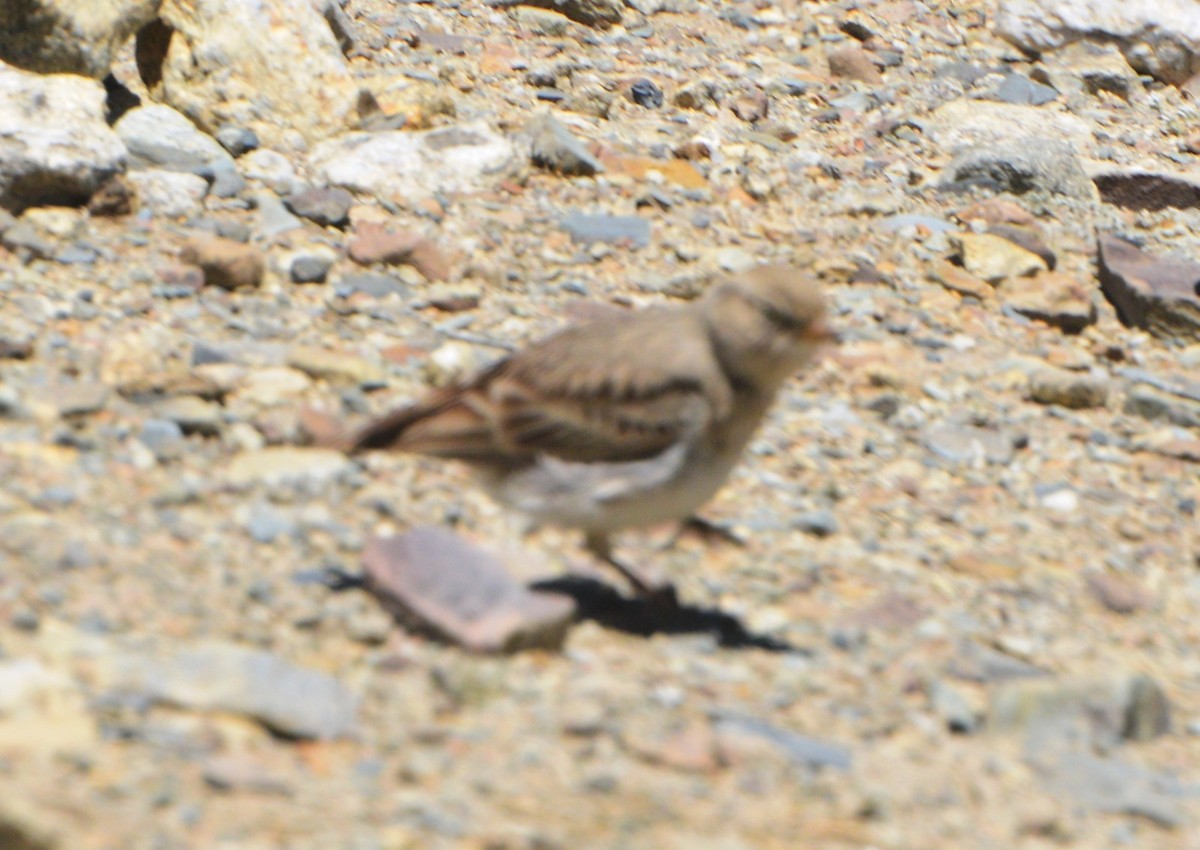 Hume's Lark - ML633490252