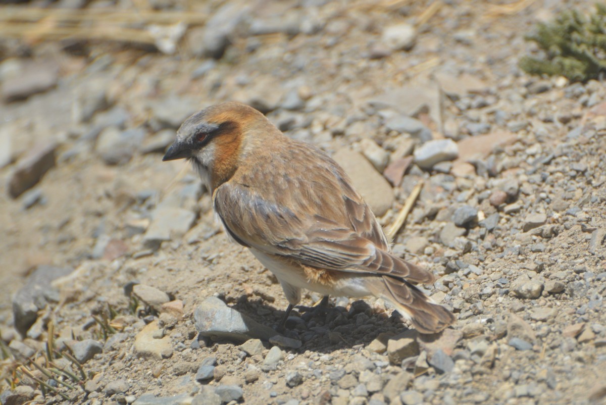 Rufous-necked Snowfinch - ML633490256