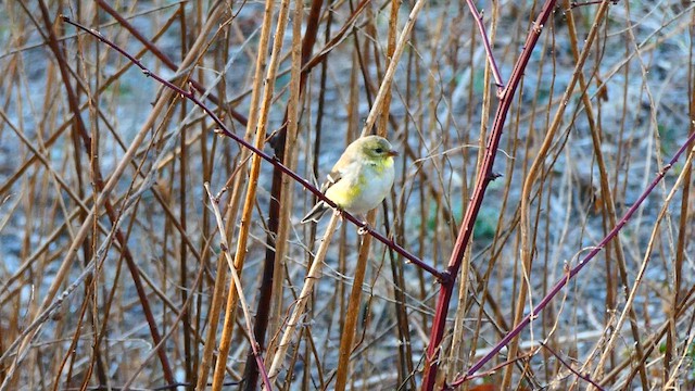 American Goldfinch - ML633490262