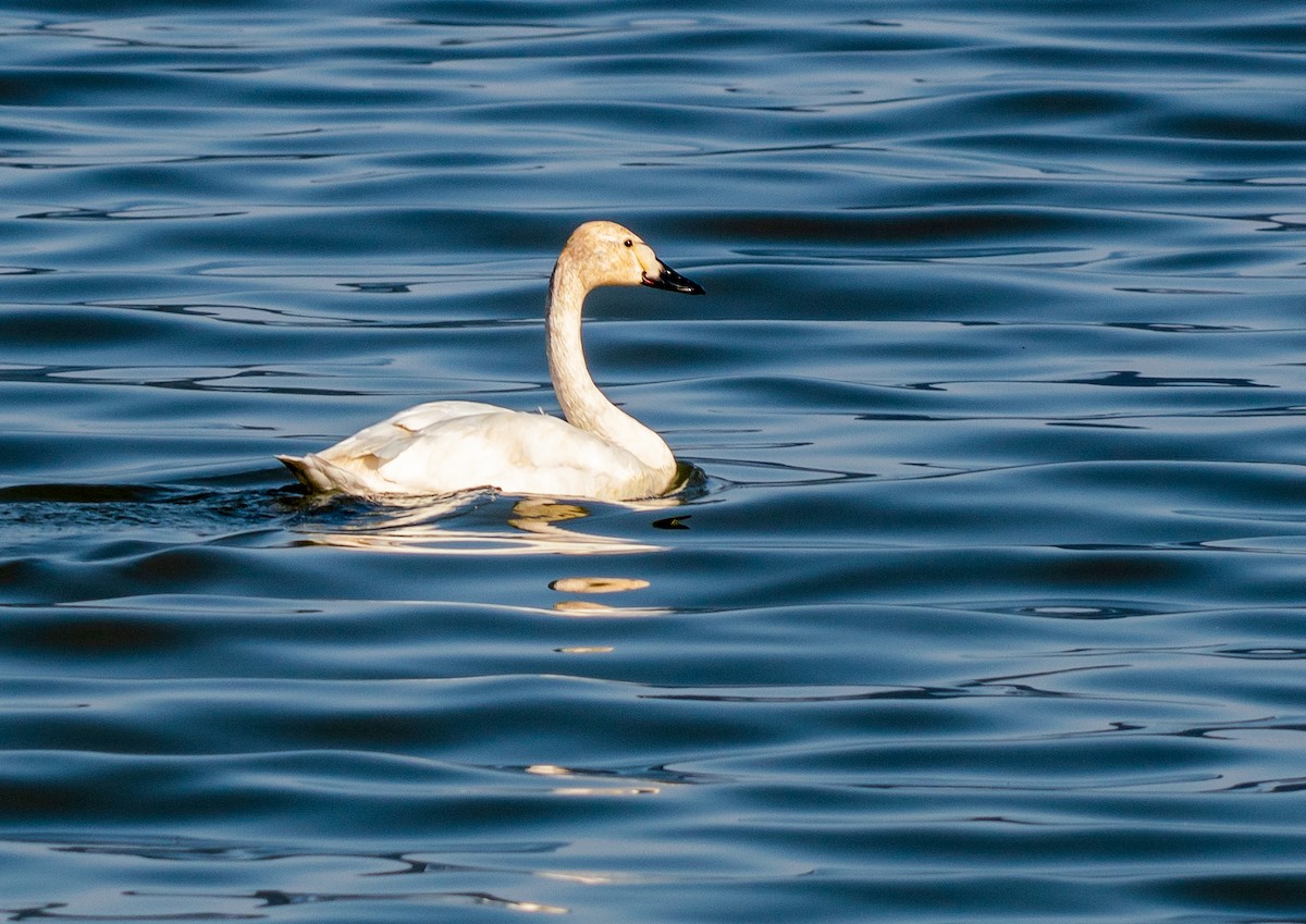 Гунгар хун (Bewick's) - ML633490313