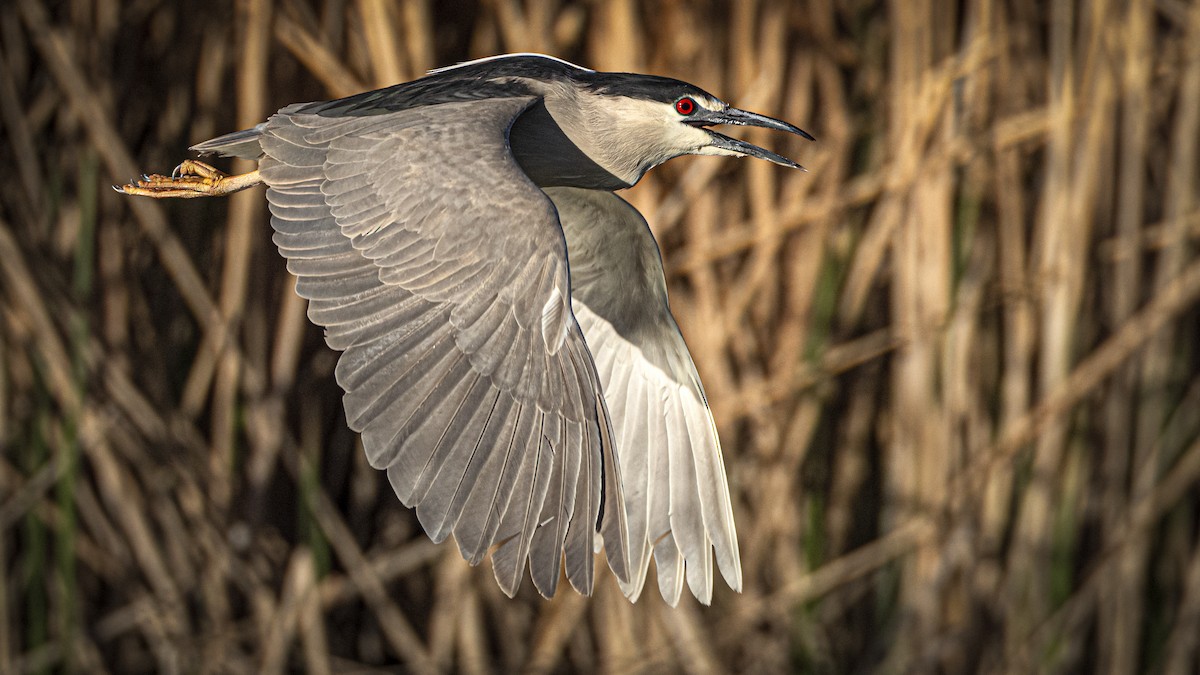 Black-crowned Night Heron - ML633490326