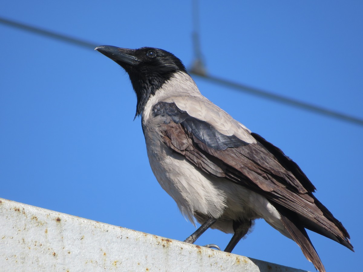 Hooded Crow - ML633490356