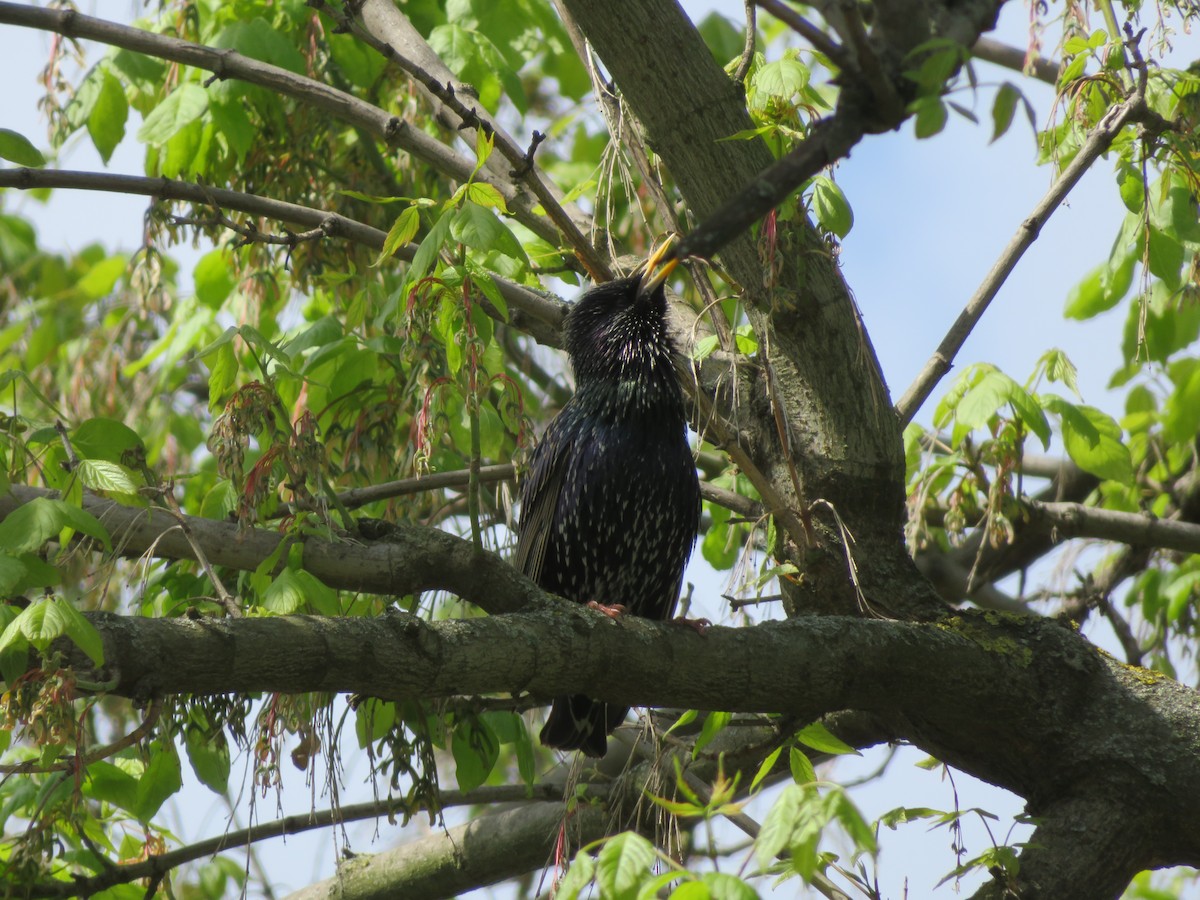 European Starling - ML633490369