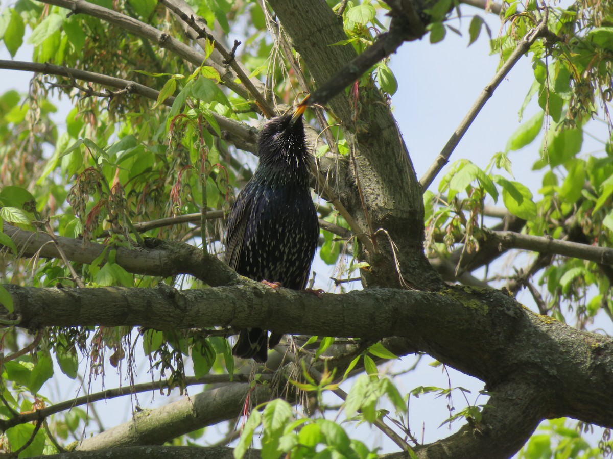 European Starling - ML633490370