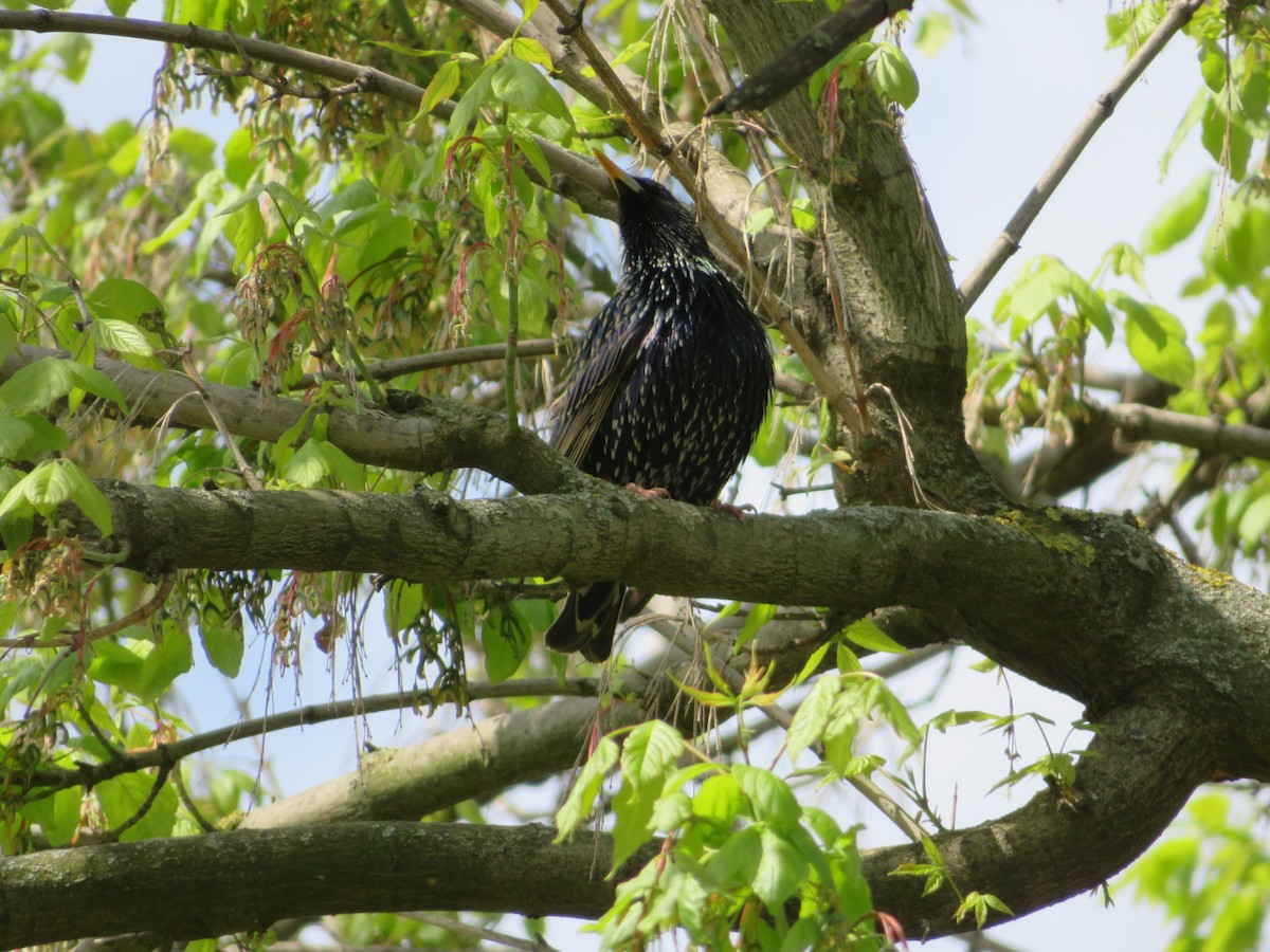 European Starling - ML633490371