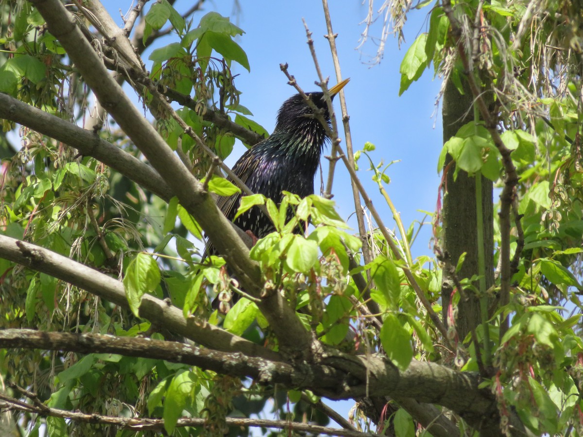 European Starling - ML633490373