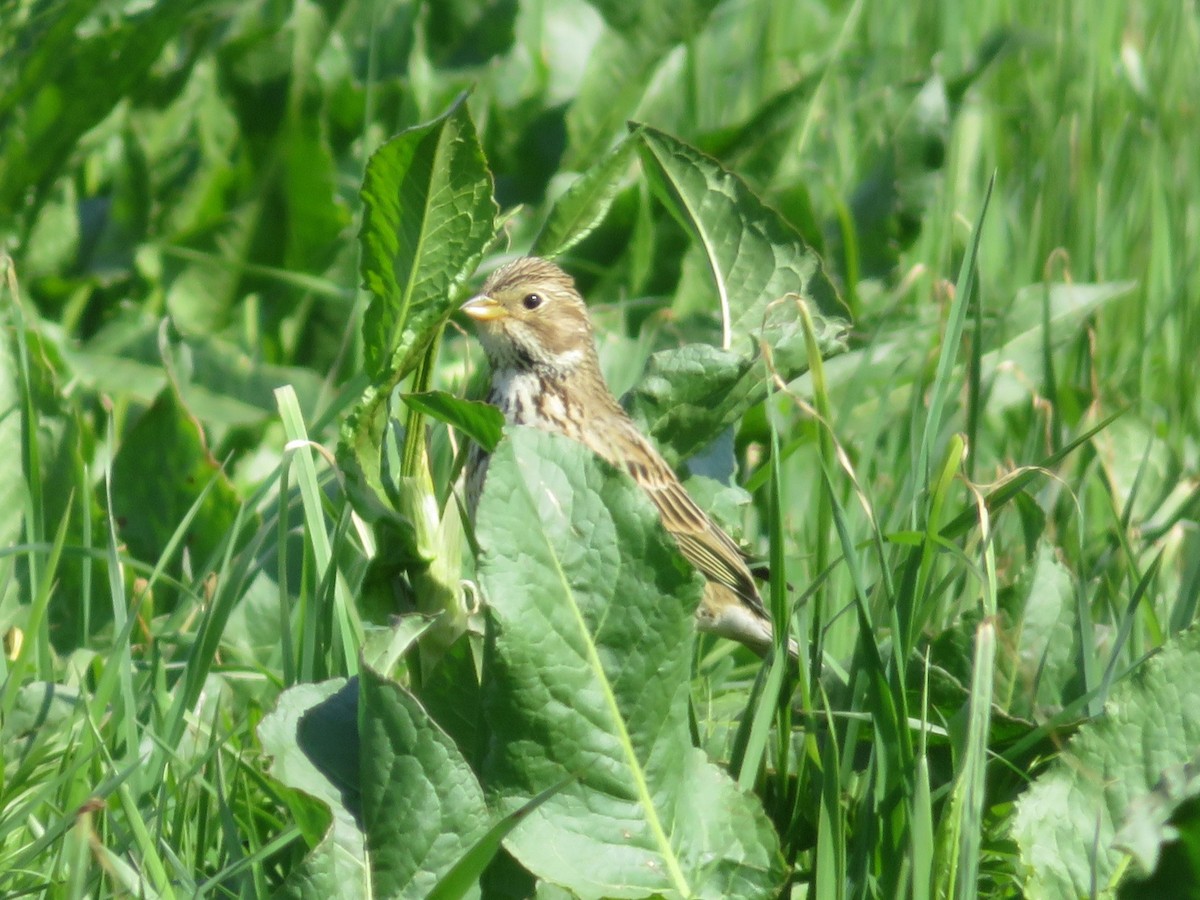 Corn Bunting - ML633490590