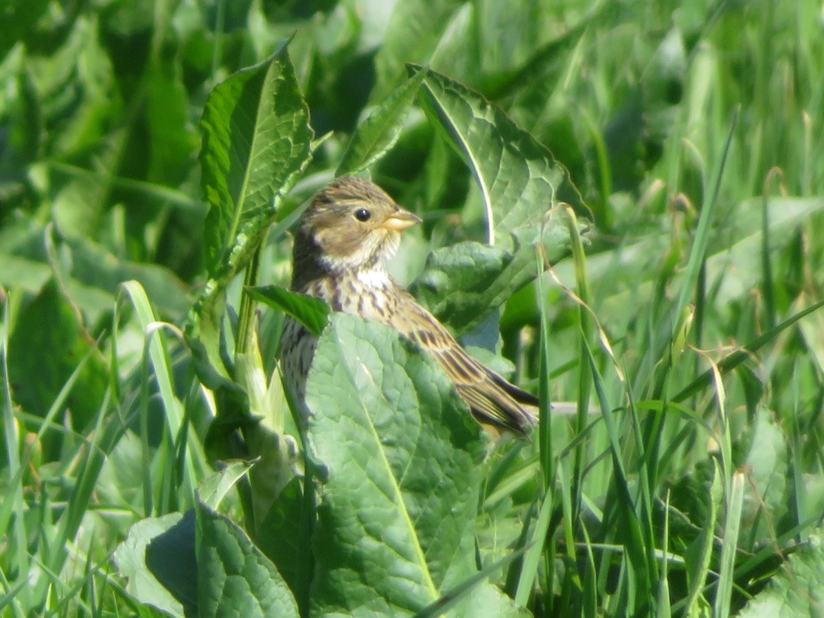 Corn Bunting - ML633490591