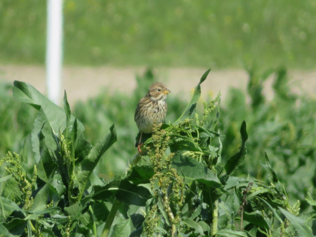 Corn Bunting - ML633490592