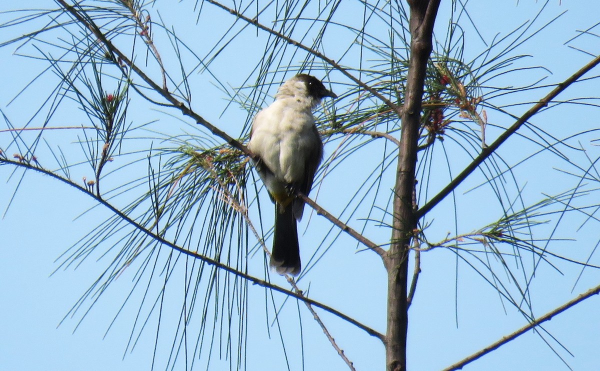 Bulbul Ventridorado - ML633490662