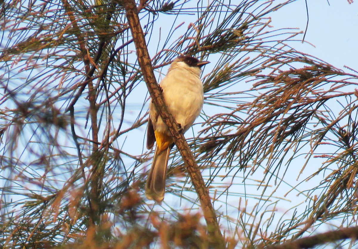 Bulbul Ventridorado - ML633490676
