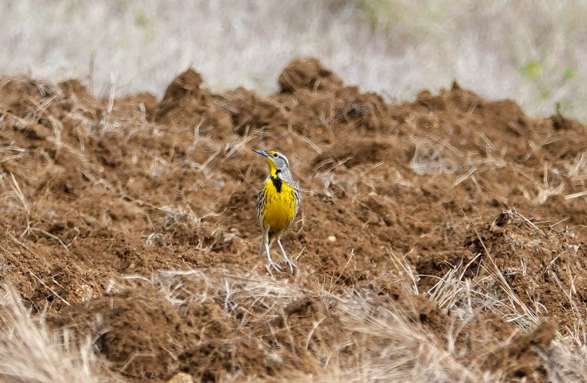 Eastern Meadowlark (Cuban) - ML633490679