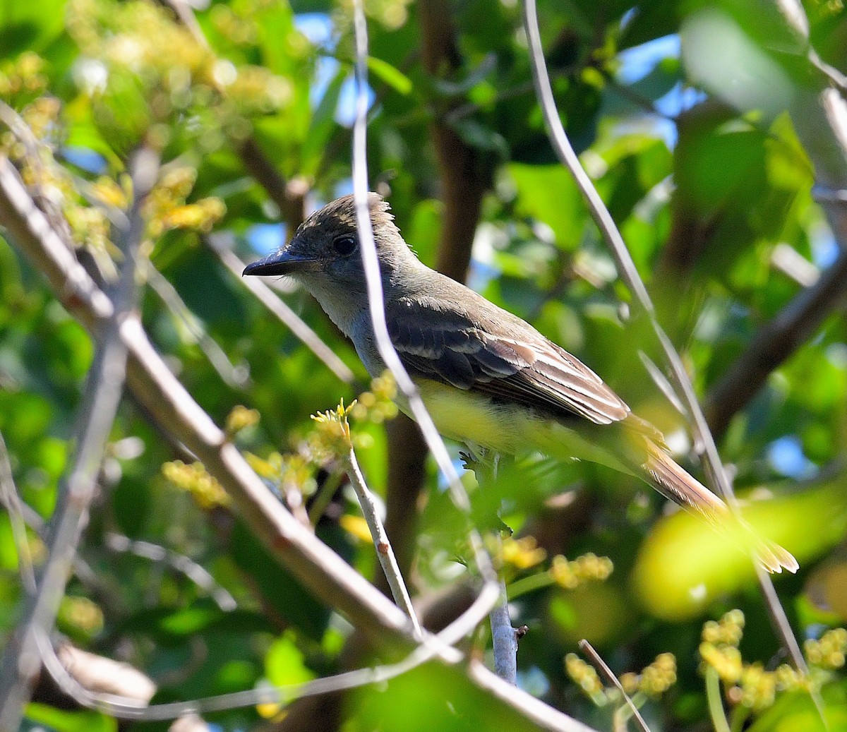 Great Crested Flycatcher - ML633490682