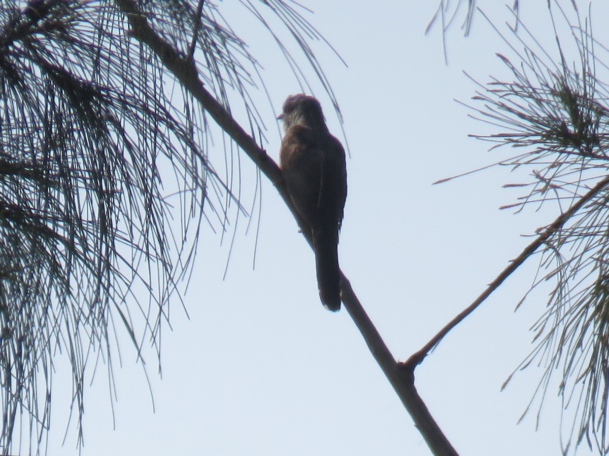 Cuco Plañidero - ML633490688