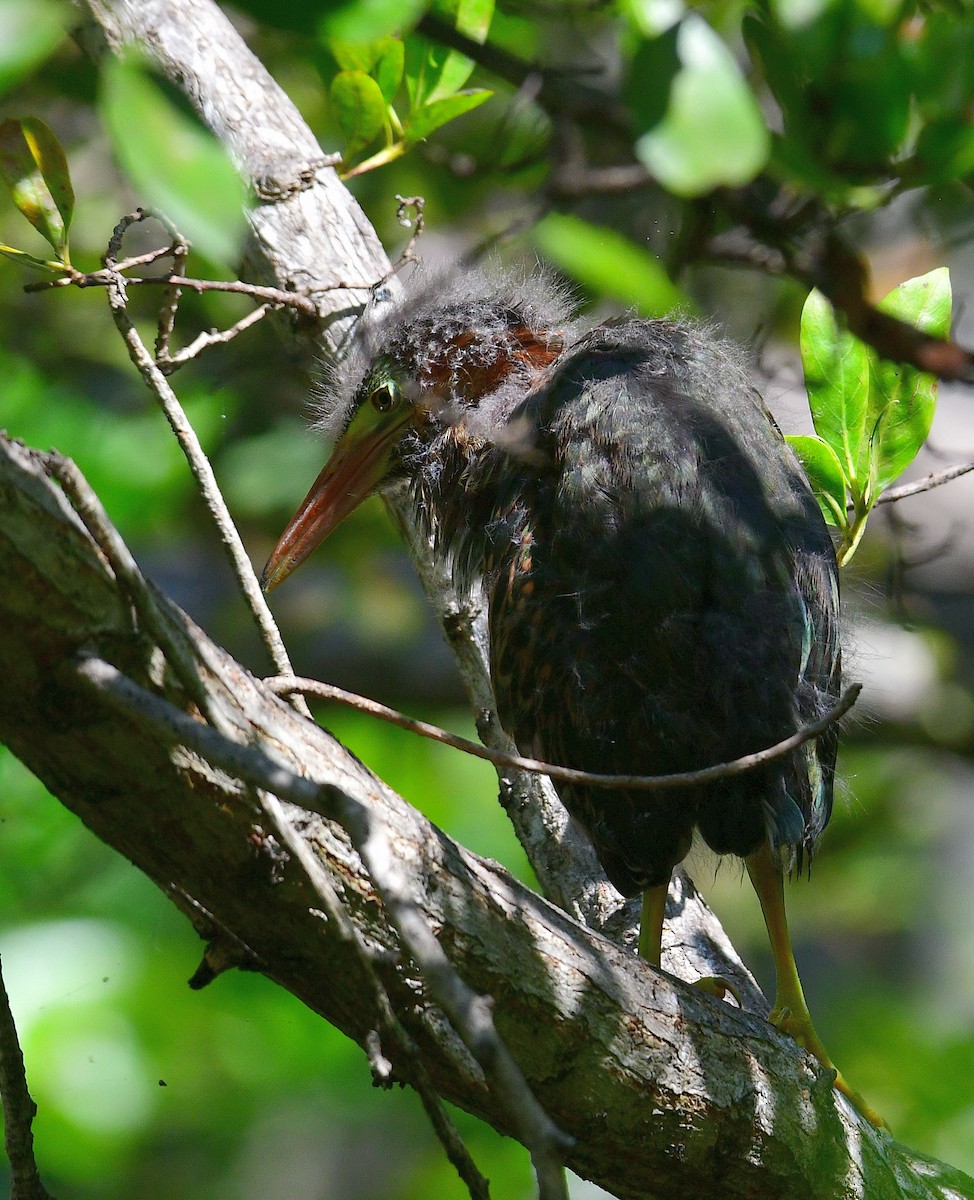 Koartzatxo berdea - ML633490712