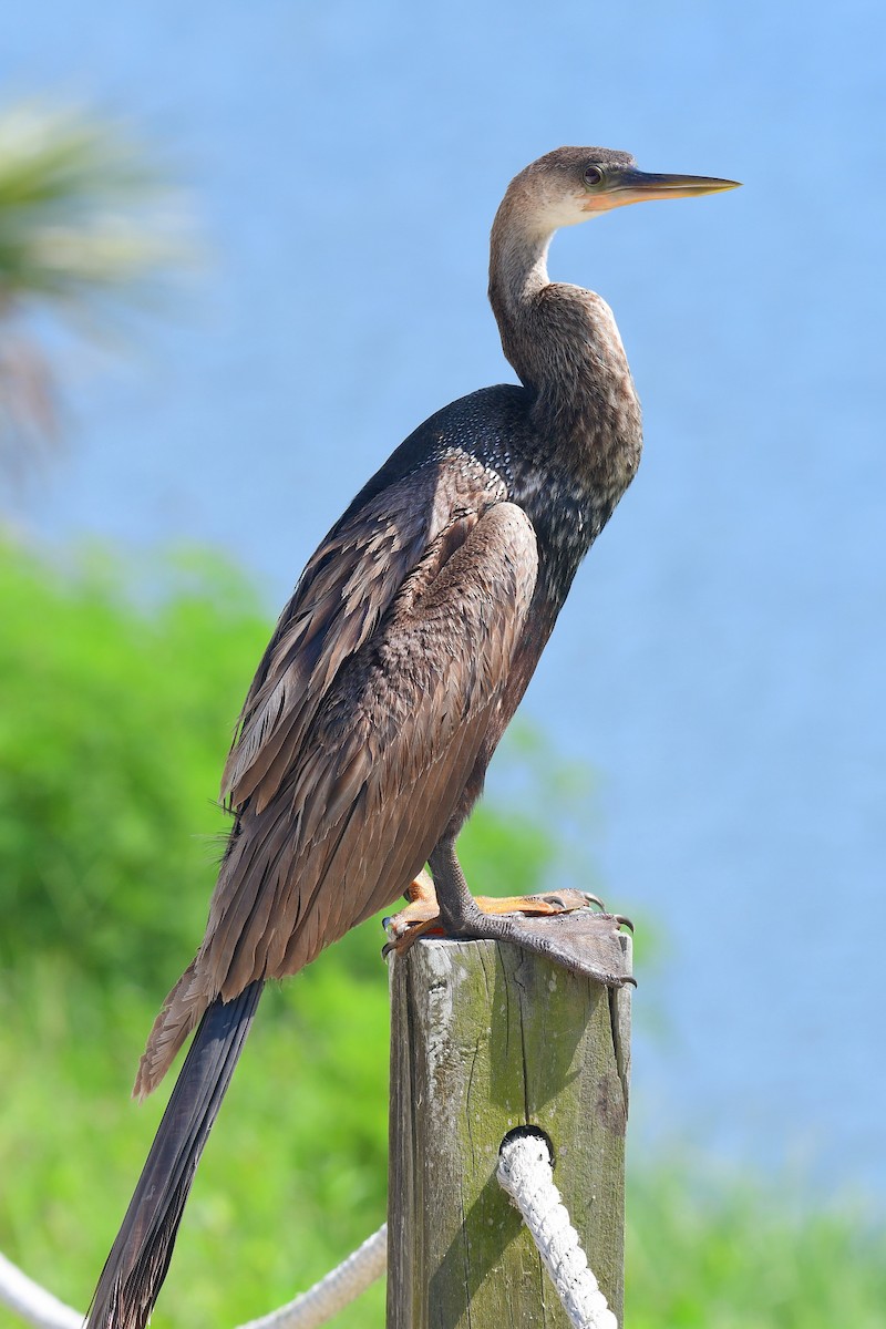Anhinga amerikarra - ML633490755