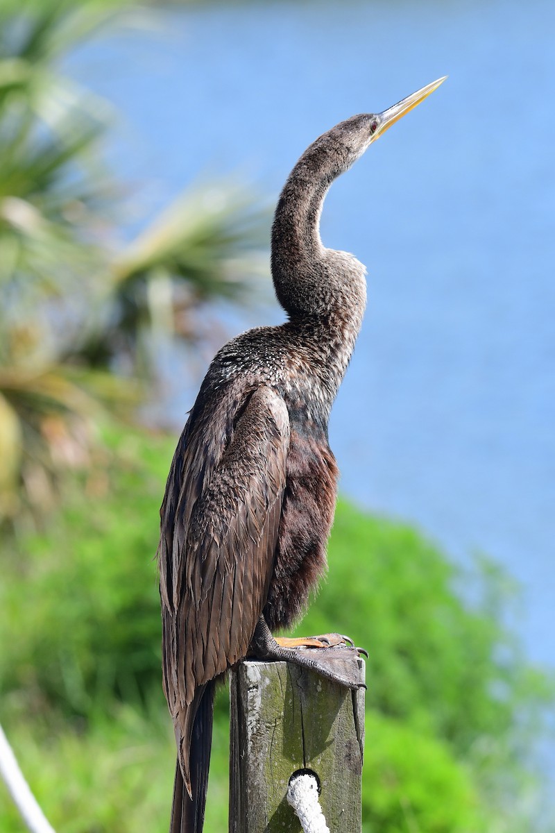 Anhinga amerikarra - ML633490759