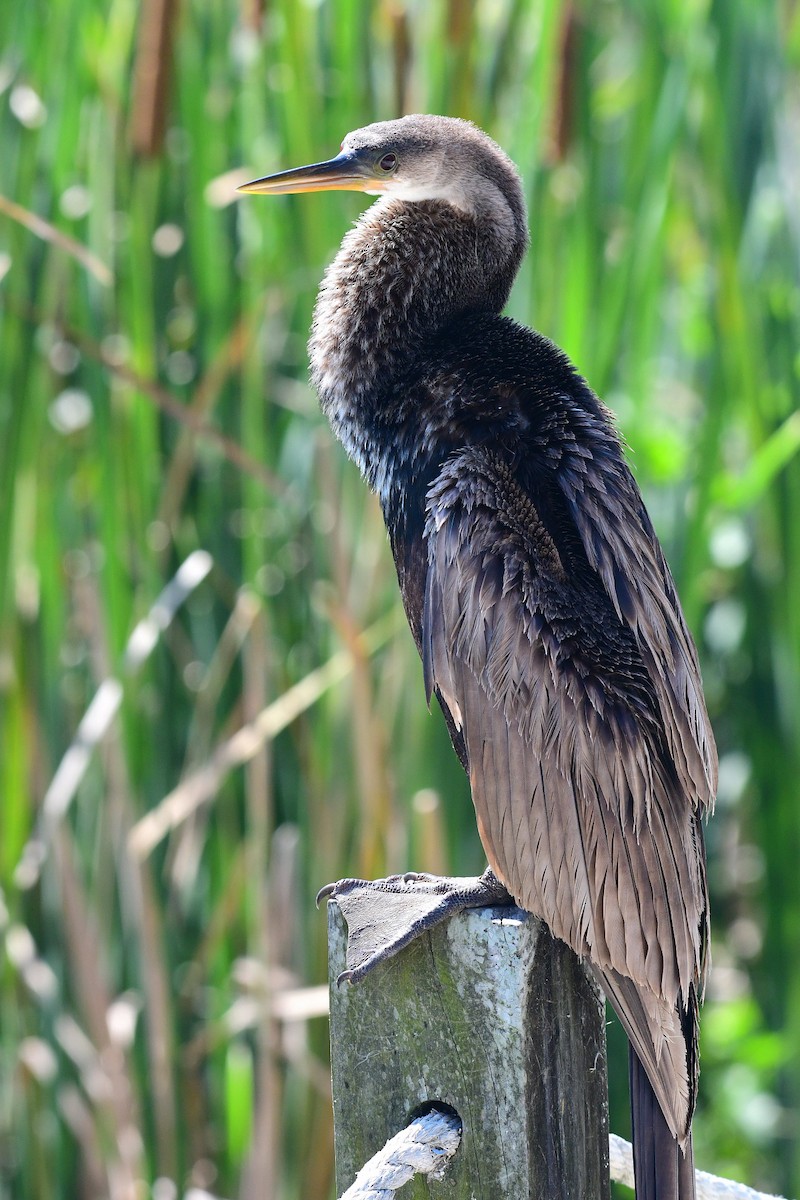 Anhinga amerikarra - ML633490770