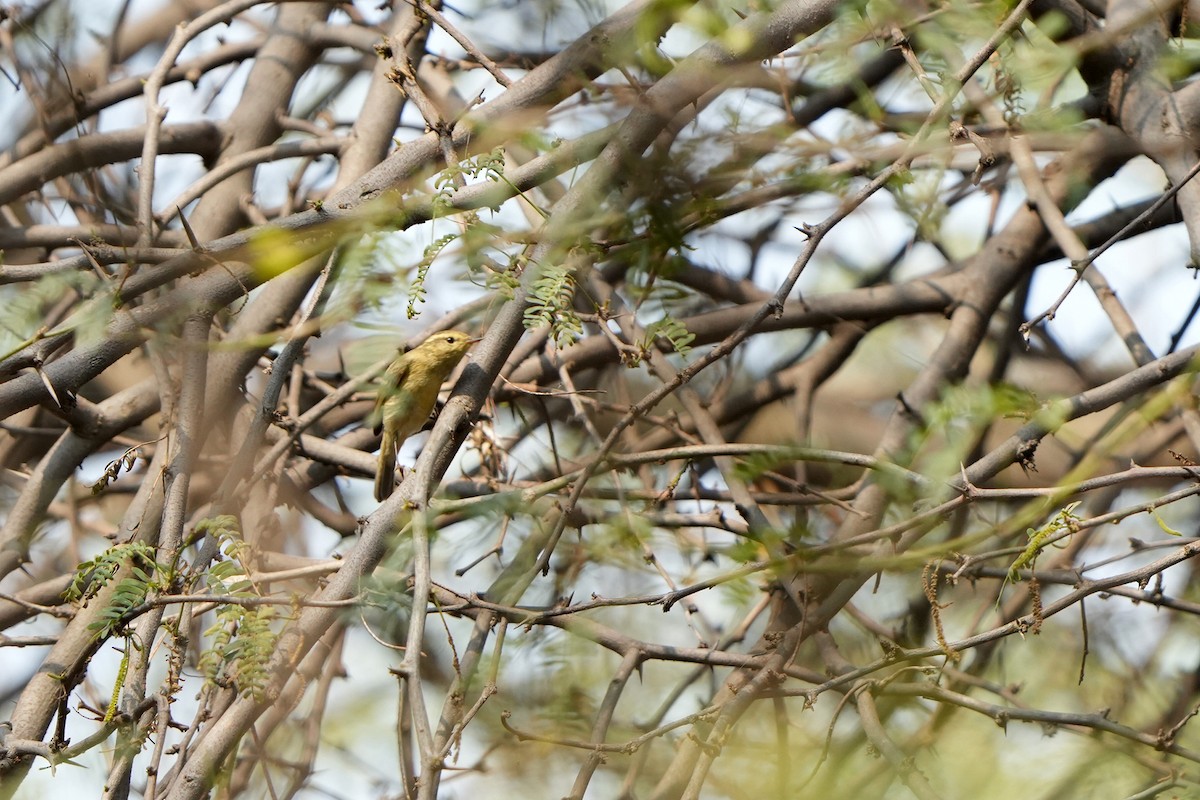 Brooks's Leaf Warbler - ML633490798