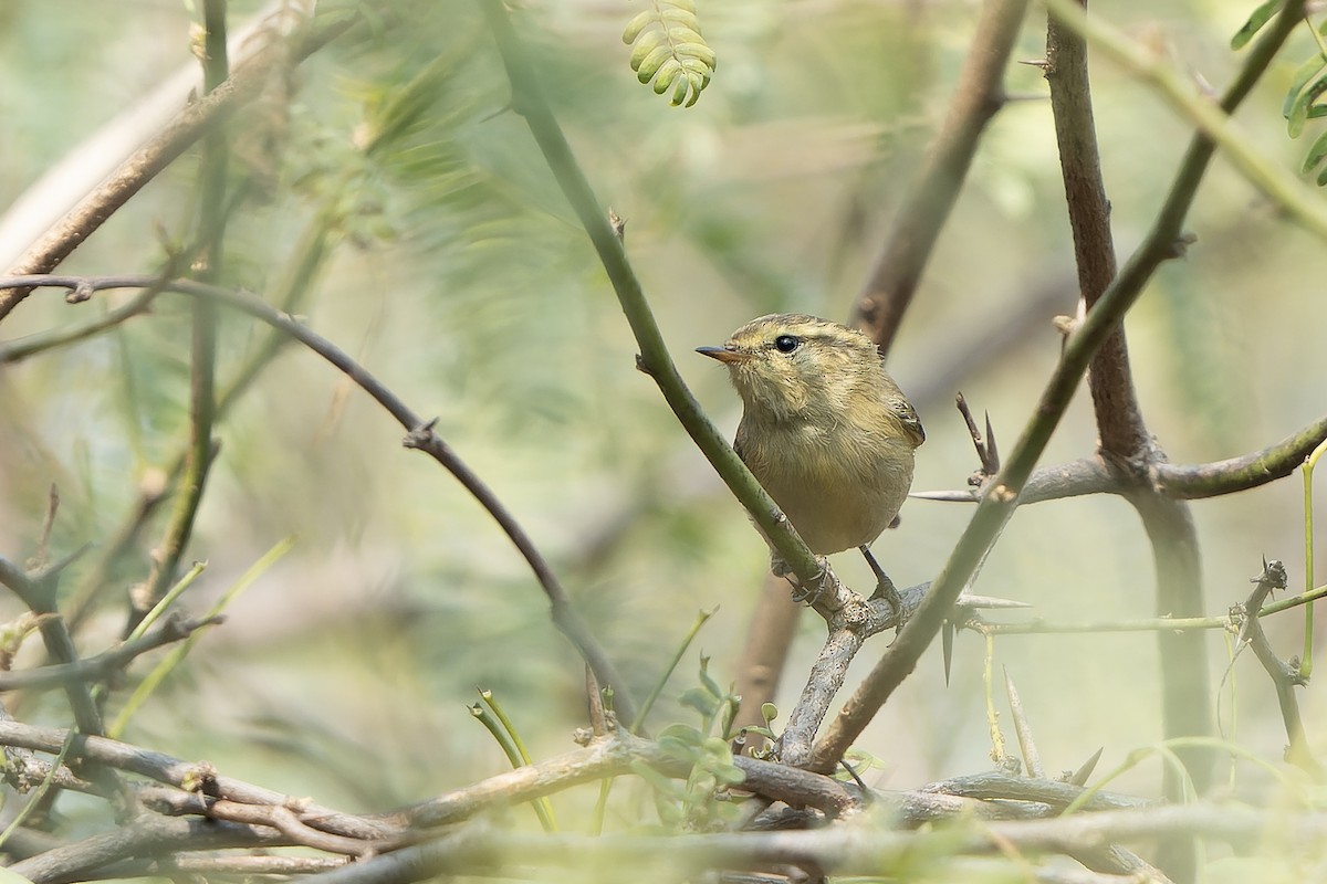 Brooks's Leaf Warbler - ML633490800