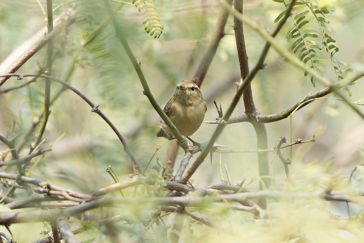 Brooks's Leaf Warbler - ML633490801
