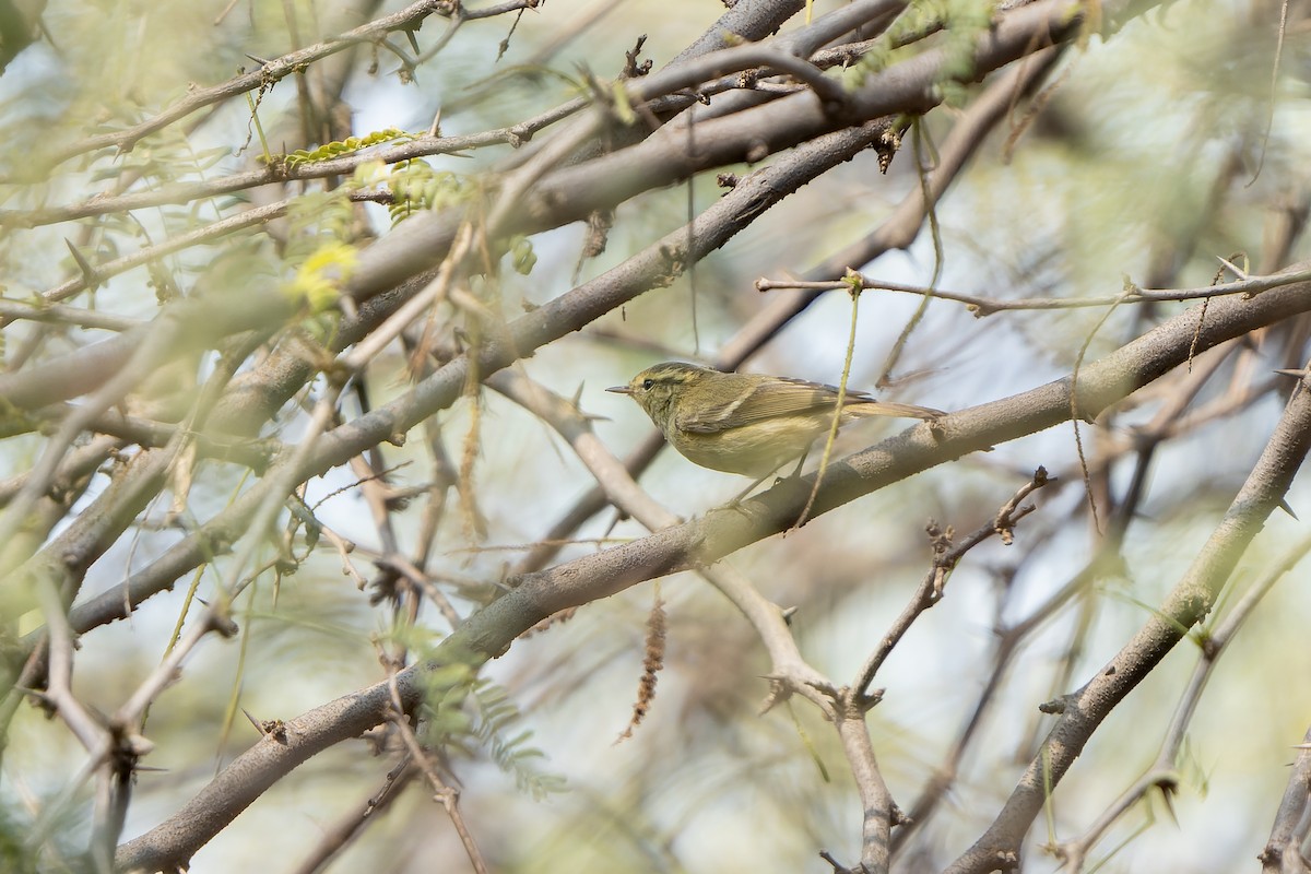 Brooks's Leaf Warbler - ML633490802