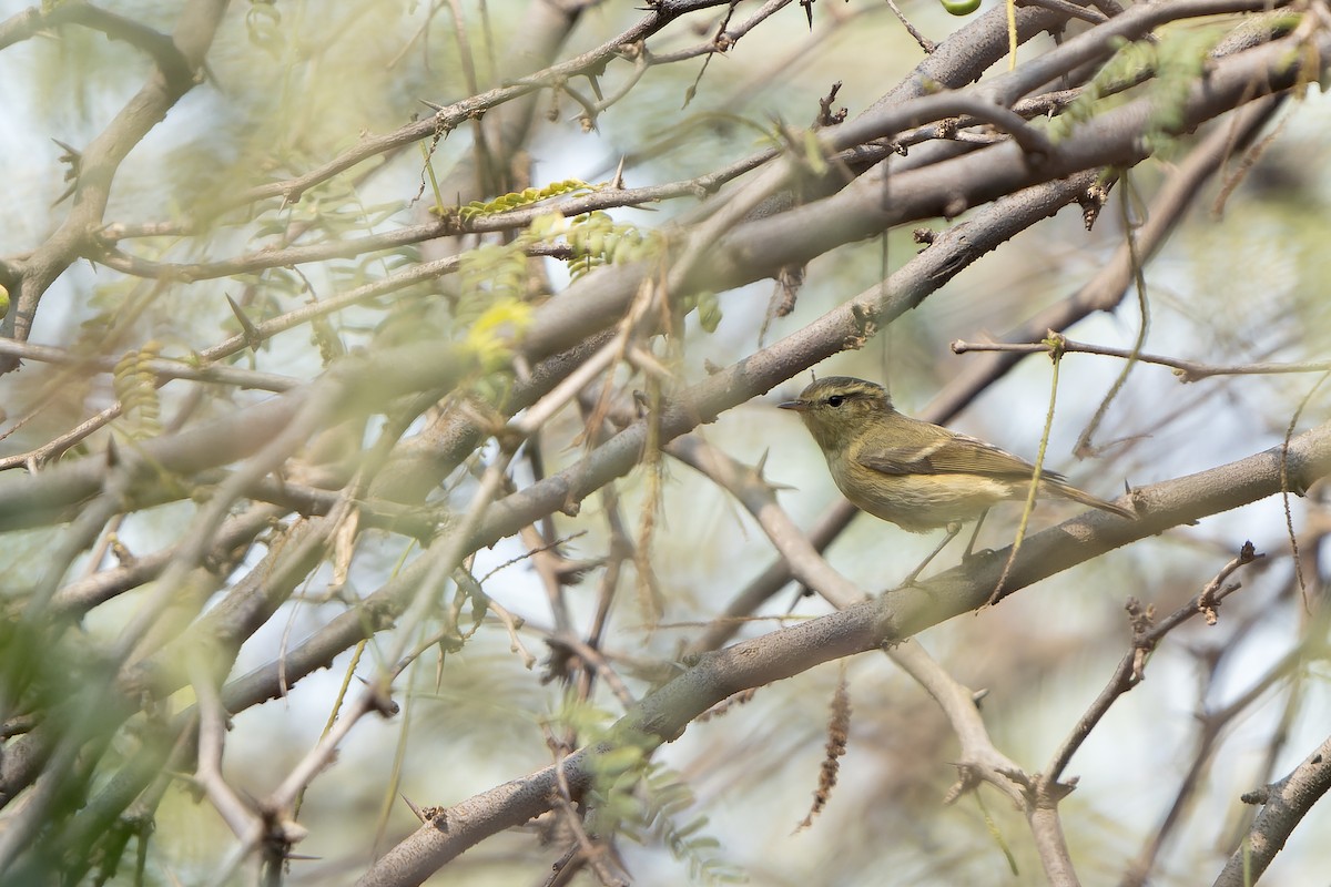 Brooks's Leaf Warbler - ML633490803