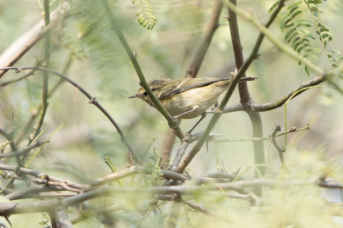 Brooks's Leaf Warbler - ML633490806