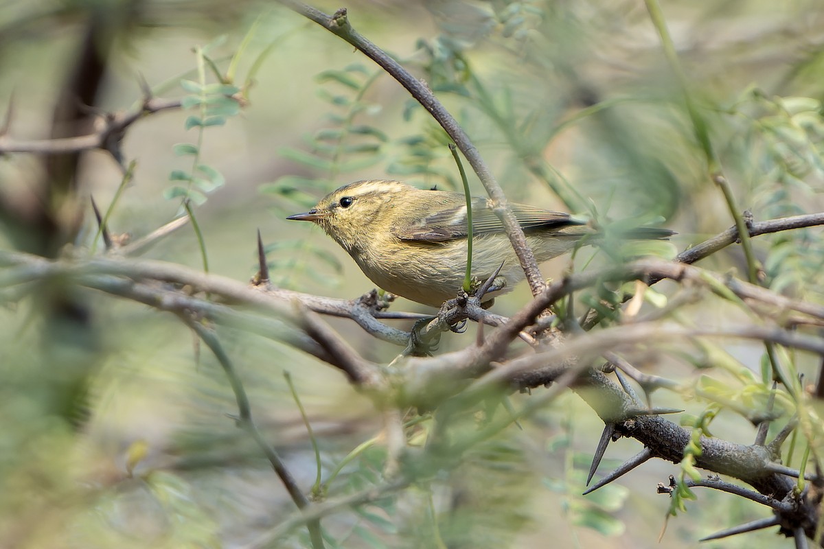 Brooks's Leaf Warbler - ML633490811