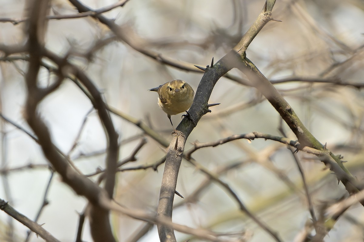 Brooks's Leaf Warbler - ML633490812
