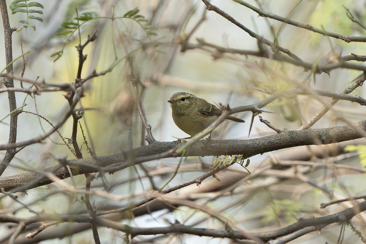 Brooks's Leaf Warbler - ML633490813
