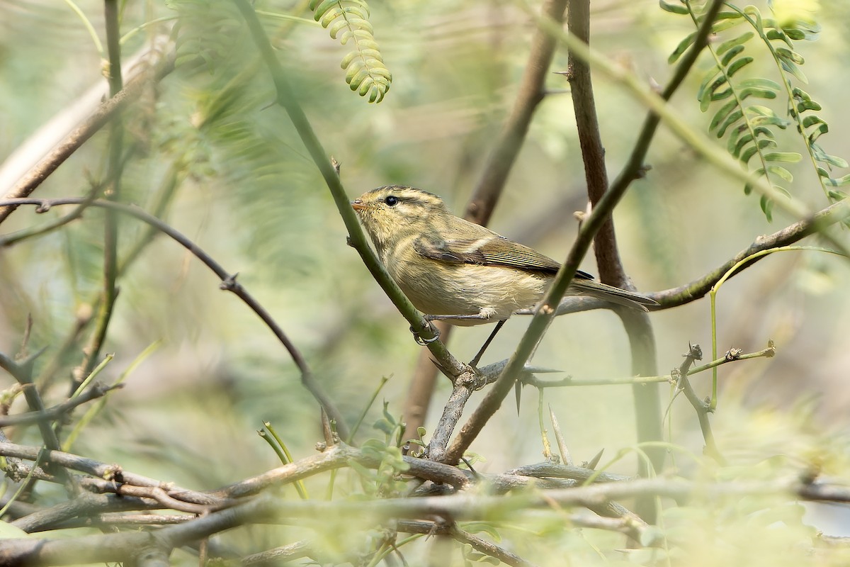 Brooks's Leaf Warbler - ML633490814