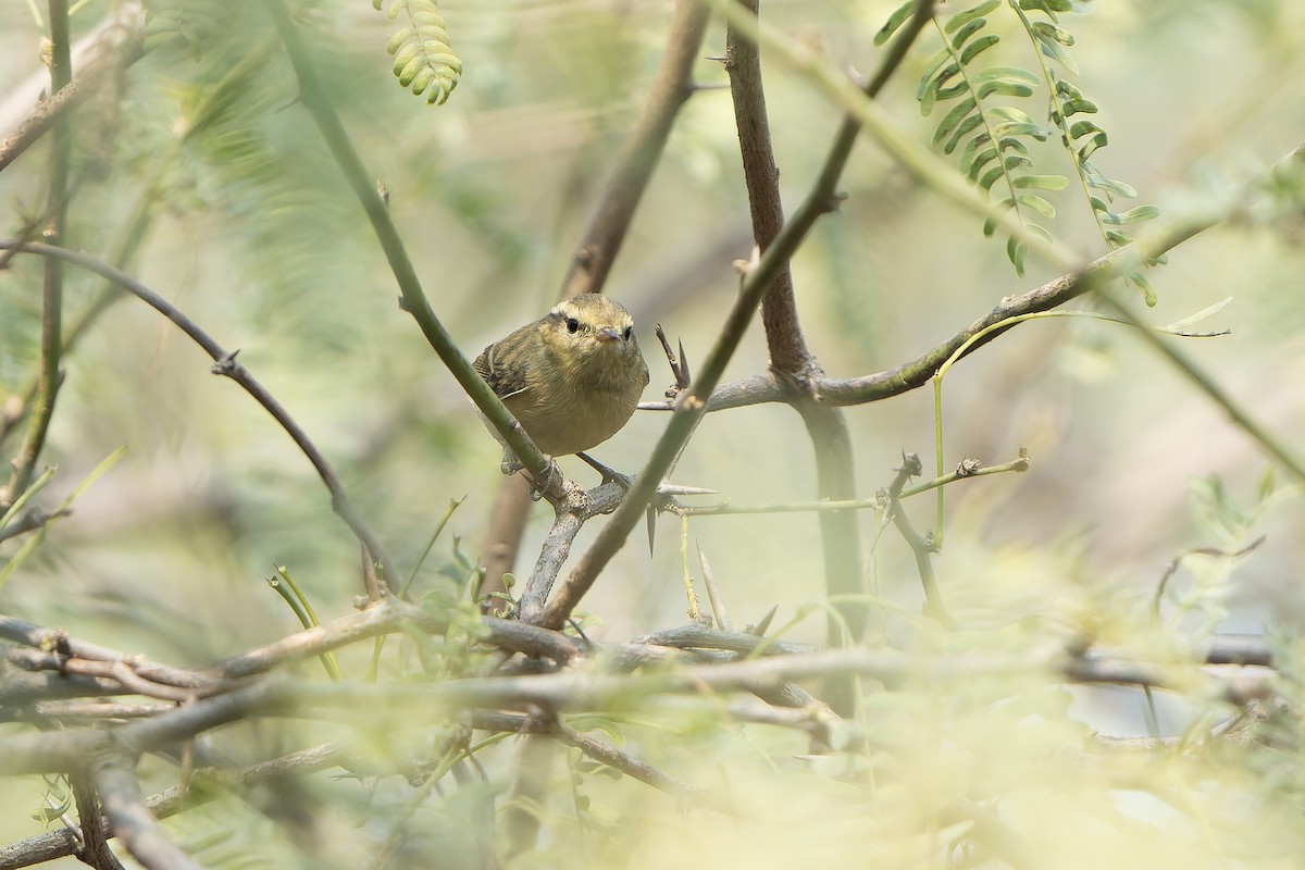 Brooks's Leaf Warbler - ML633490815