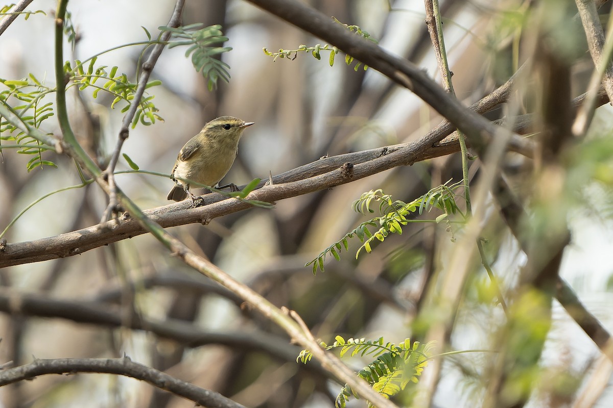 Brooks's Leaf Warbler - ML633490816