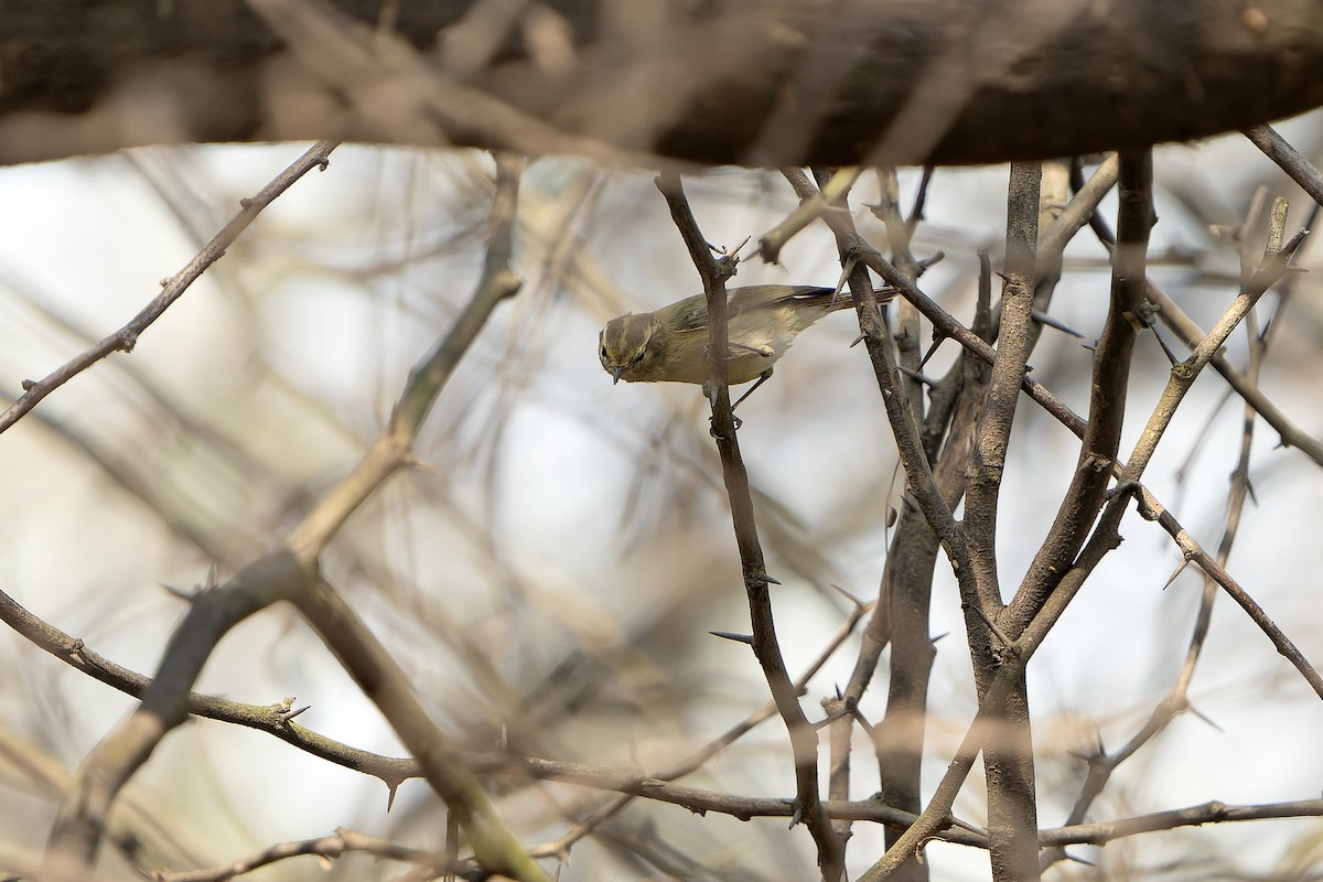 Brooks's Leaf Warbler - ML633490848
