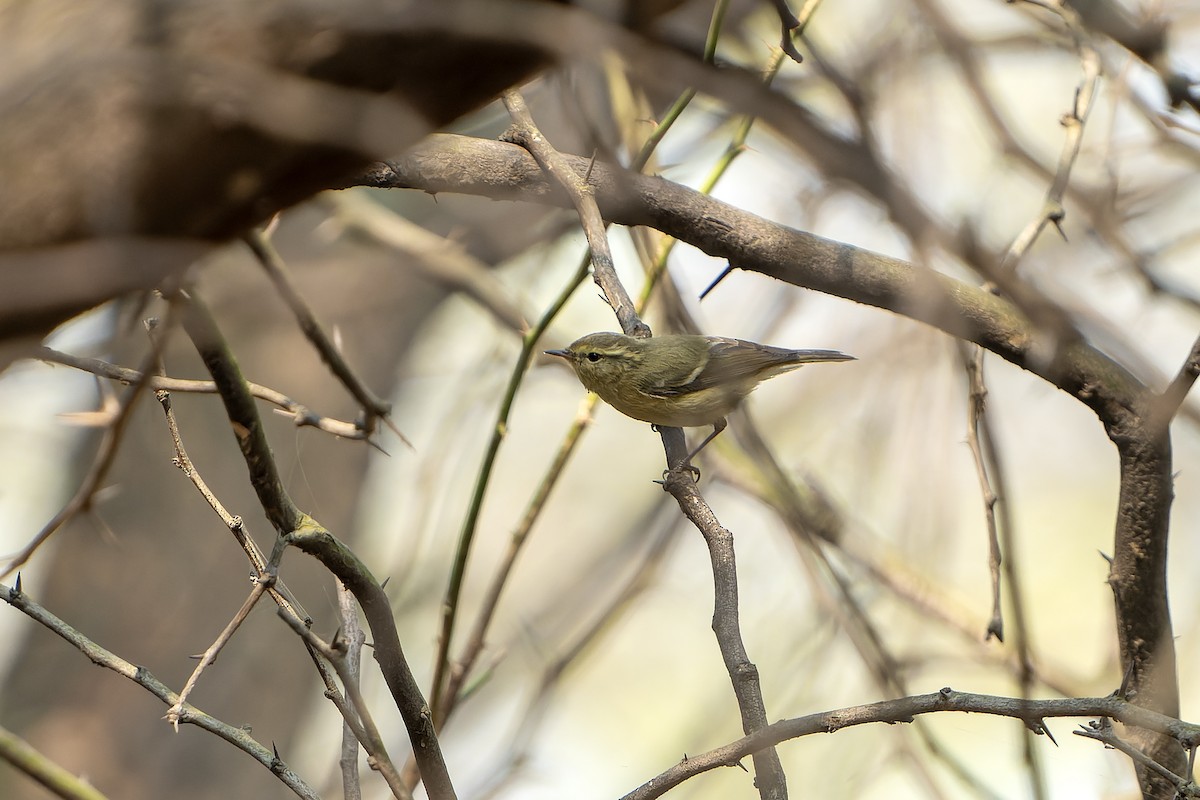 Brooks's Leaf Warbler - ML633490849