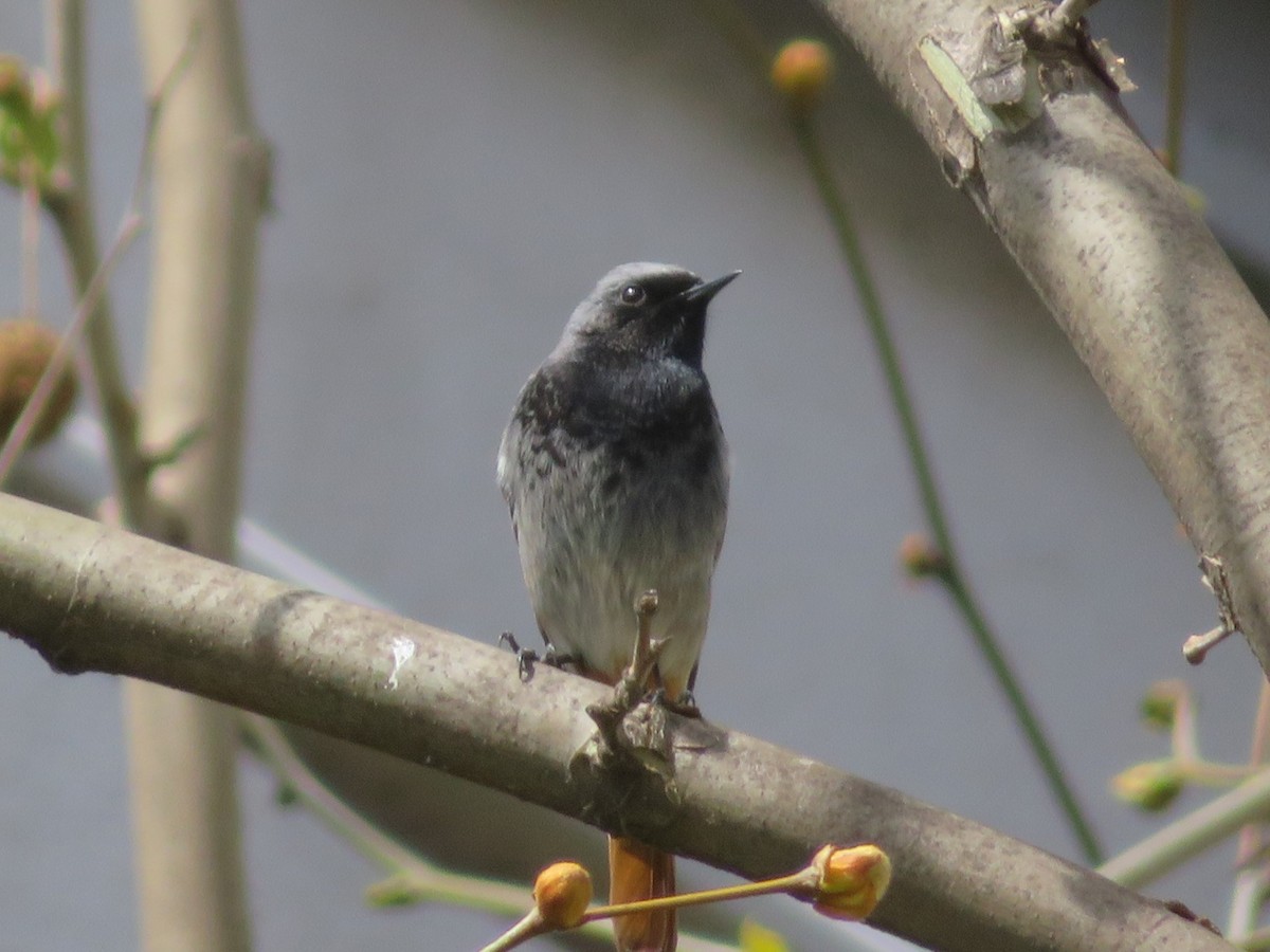 Black Redstart - ML633490887