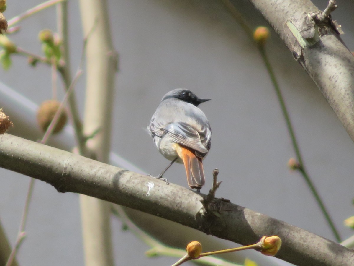 Black Redstart - ML633490888