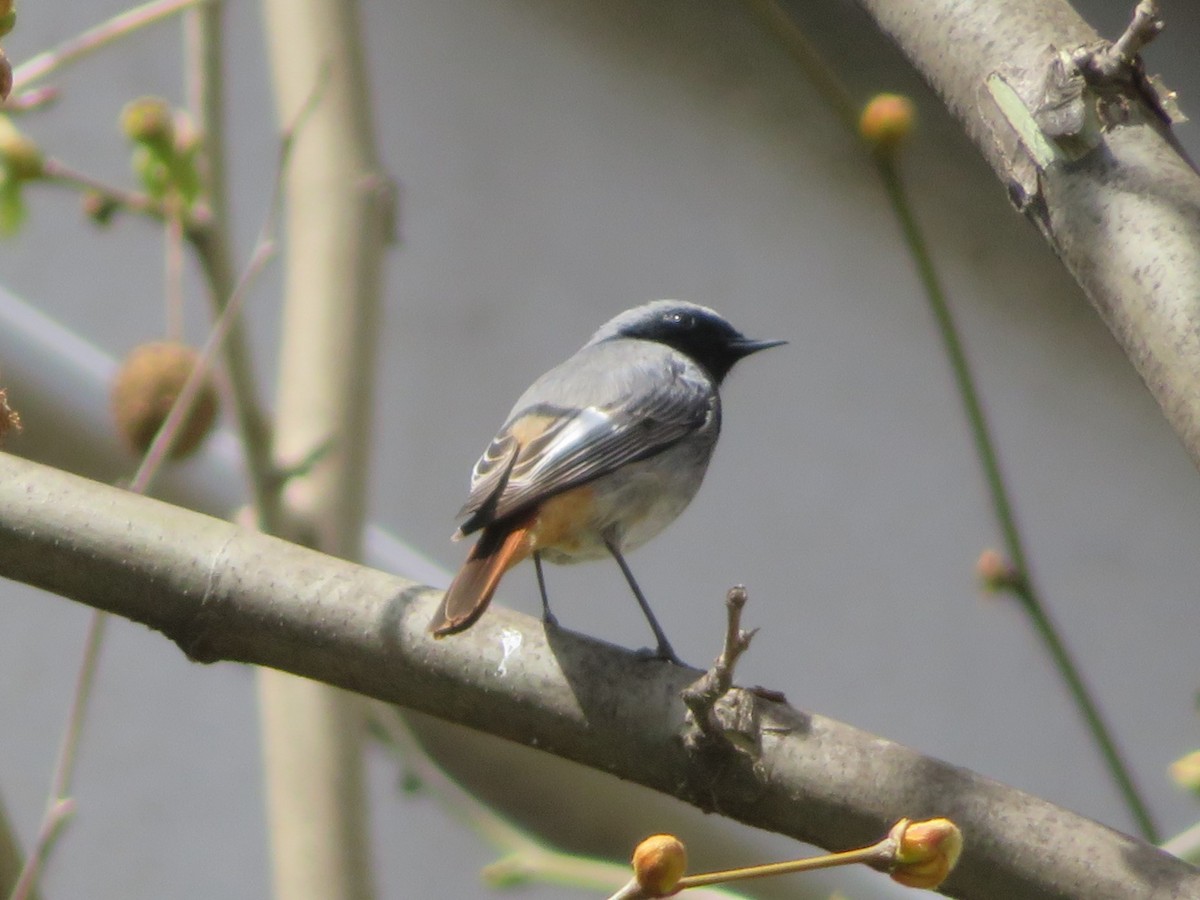 Black Redstart - ML633490889