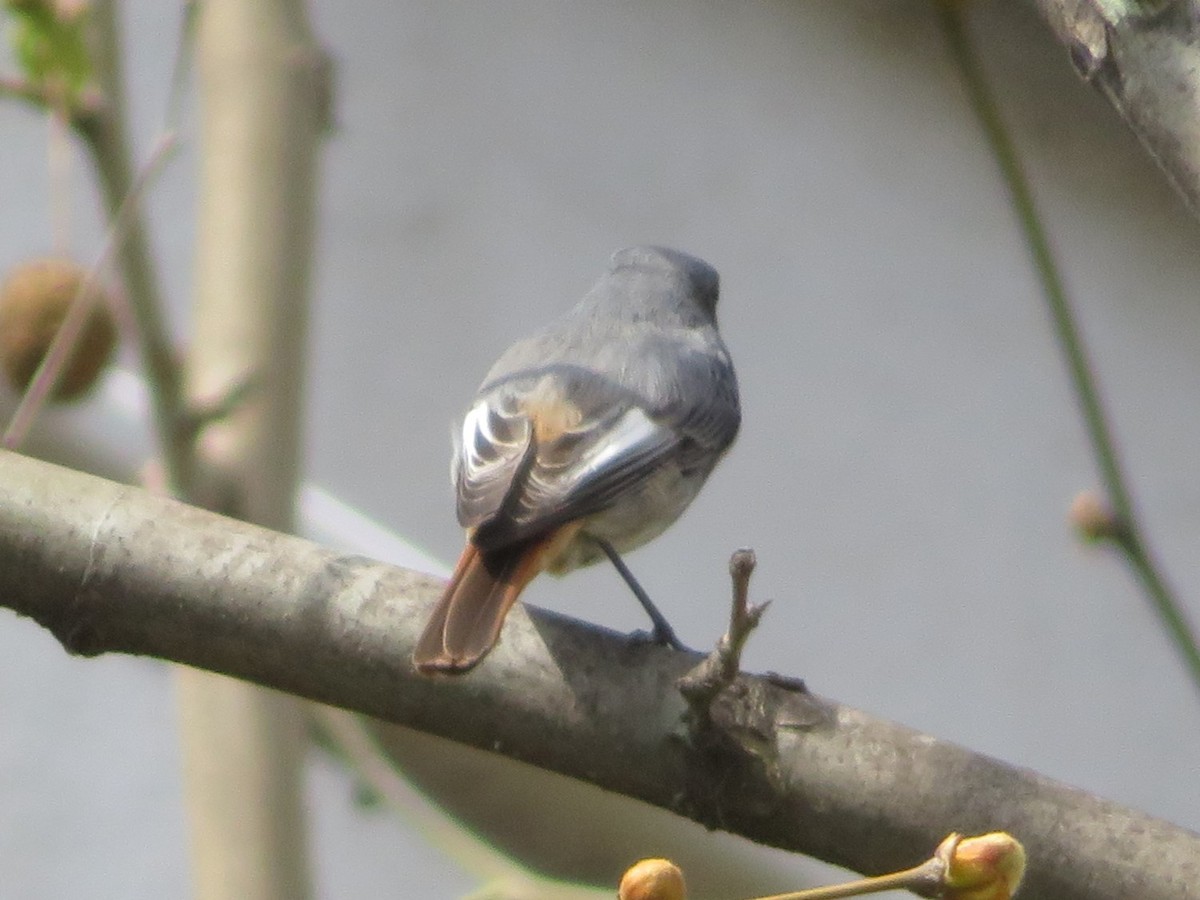 Black Redstart - ML633490890