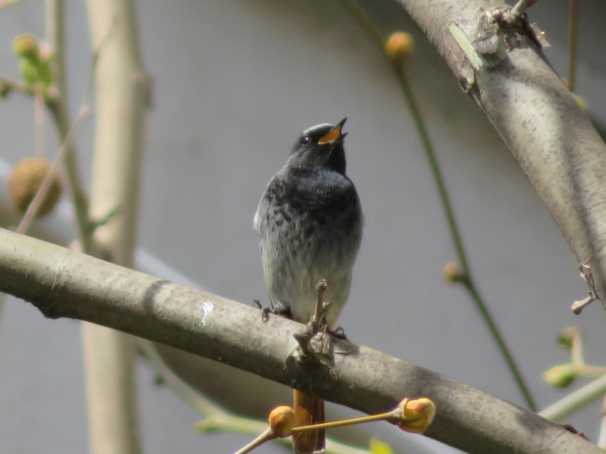 Black Redstart - ML633490891